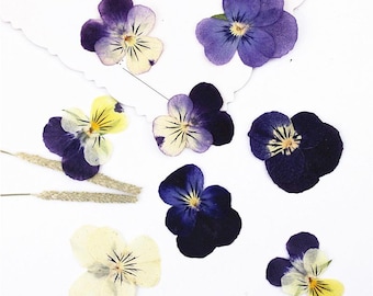 Paquete de 12 violetas secas prensadas para decoración de pared, resina, marcapáginas, fundas para iPad y plantas.