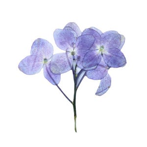 May include: A close-up of a delicate hydrangea flower with multiple light purple petals. The flower has a dark green stem and is set against a white background. The petals have a translucent quality.