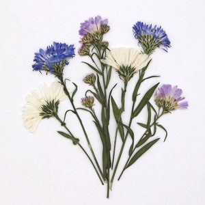 Puede incluir: Un ramo de flores secas con flores blancas, azules y moradas. Las flores están dispuestas en un jarrón y están rodeadas de hojas verdes.