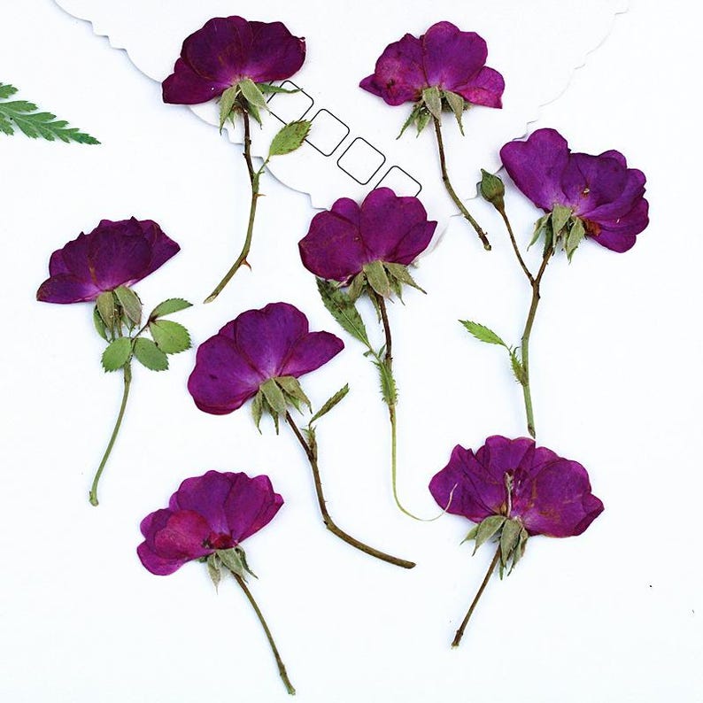12pcs/pack Side Pressed Rose Flowers, Real Dried Rose With Stem for ...