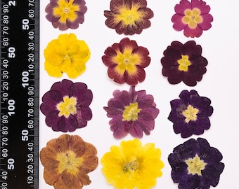 12pcs/pack Real Pressed Primrose, Natural Dried Spring Flowers for Botanical Art, Hanging Glass Decor, Gift Ideas