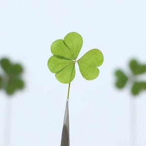 May include: A close-up of a bright green shamrock with three heart-shaped leaves, held by silver tweezers against a soft white background. The shamrock is in sharp focus, with two other blurred shamrocks in the background.