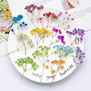 May include: A collection of dried baby's breath flowers in various colors including blue, yellow, green, orange, red, pink, and purple arranged on a white plate with the text "Dive into your Favorite Thing" printed in black script.
