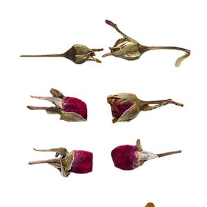 12pcs/pack Real Pressed Rose Buds, Split Rose Blossoms with Flat Back, Dried Rose Heads for Resin Art & Jewelry, Natural Floral Scraps