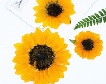 Paquete de 2 girasoles prensados grandes, flores secas reales para bandejas de resina, posavasos, lámparas y manualidades con fundas de teléfono.