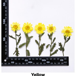 Pode incluir: Cinco flores de margarida amarelas secas com caules e folhas verdes s&atilde;o dispostas sobre um fundo branco. Uma r&eacute;gua preta &eacute; colocada ao lado das flores. A palavra "Yellow" est&aacute; escrita na parte inferior.