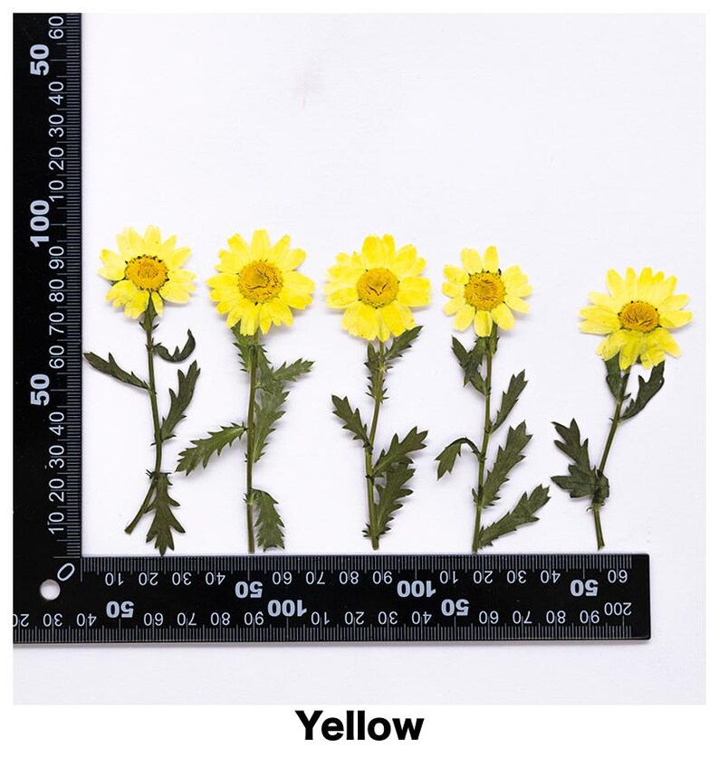 Pode incluir: Cinco flores de margarida amarelas secas com caules e folhas verdes s&atilde;o dispostas sobre um fundo branco. Uma r&eacute;gua preta &eacute; colocada ao lado das flores. A palavra "Yellow" est&aacute; escrita na parte inferior.
