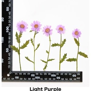 Pode incluir: Cinco flores secas lil&aacute;s claras com centros amarelos e caules verdes dispostas sobre um fundo branco. Uma r&eacute;gua &eacute; colocada ao lado das flores. O texto "Light Purple" est&aacute; na parte inferior.