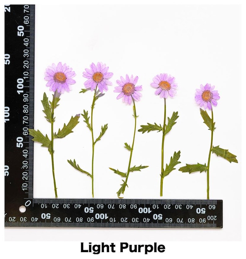 Pode incluir: Cinco flores secas lil&aacute;s claras com centros amarelos e caules verdes dispostas sobre um fundo branco. Uma r&eacute;gua &eacute; colocada ao lado das flores. O texto "Light Purple" est&aacute; na parte inferior.