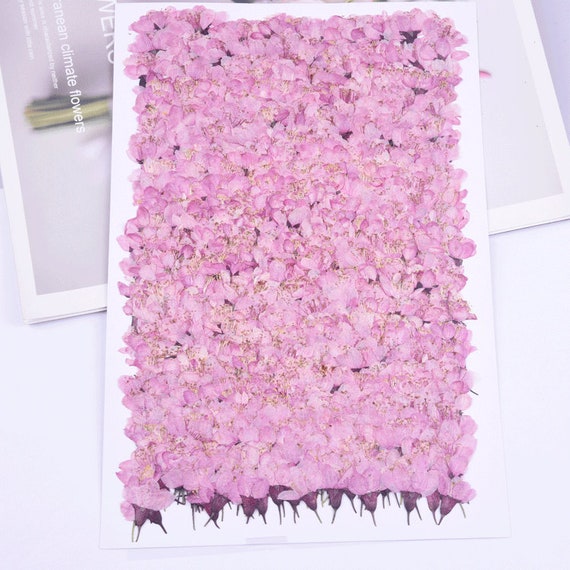 12 Fleurs De Sakura Pressées Naturelles - DIY Résine, Ongles, Décoration - 3-4 Cm De Diamètre - 9
