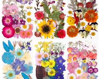 Premium Pressed Birth Flowers for Resin Jewelry, iPhone Case Decor & Botanical Art