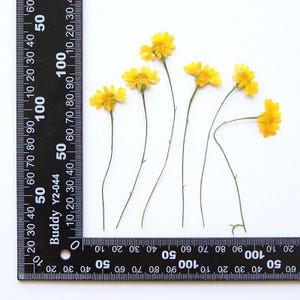 Könnte beinhalten: Sechs getrocknete gelbe Blumen mit Stielen, auf einem weißen Hintergrund angeordnet. Ein schwarzes Lineal befindet sich unten im Bild zur Skalierung.