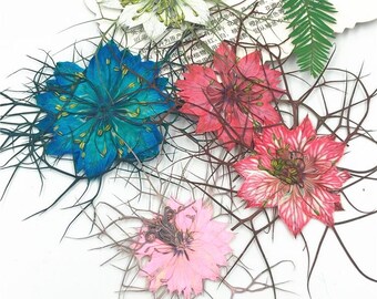 12pcs/pack Pressed Nigella Sativa, Real Dried Flowers for Resin Fillers, Wedding Decor, Scrapbooking, Framing