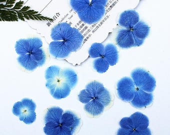 24pcs/2packs Natural Dried Flowers, Pressed Hydrangea for iPhone/iPad Case Deco, Resin Fillings, Glass Framing, DIY Crafts