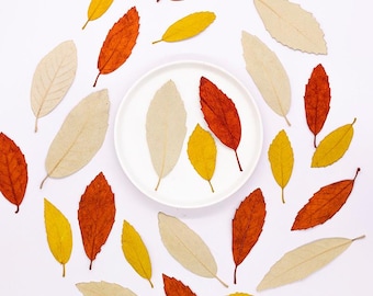 12pcs/pack Pressed Chestnut Leaves, Natural Dried Leaves for Floral Original Artwork, Wedding Decor, Handmade Card Making