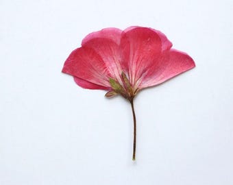 12pcs/pack Real Pressed Geranium Flowers, Freshly Dried Pelargonium Blooms for Resin Jewelry & Botanical Crafts