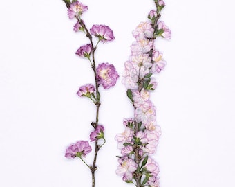 12pcs/pack Pressed Dwarf Flowering Almond Stem, Real Dried Flowers for Wall Art, DIY Bookmarks, Phone Case & Card Making