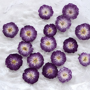 Fleurs roses pressées, mini fleurs séchées naturelles pour le scrapbooking fait main et la fabrication de cartes, charges en résine - 12 pièces/paquet