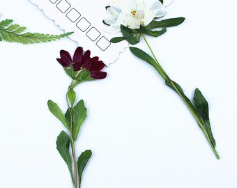 12pcs/pack Freshly Pressed Daisy Flowers with Stem, Real Dried Preserved Flowers for Wall Art, Case Decor, Handmade Botanical Crafting