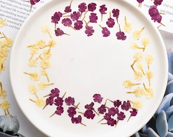 12pcs/pack Real Pressed White Lantana, Natural Dried Tiny Flowers for Nail Art, Resin Jewelry & Wedding Stationery DIY