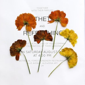12 fleurs de cosmos pressées sur le côté avec tige, spécimens de cosmos séchés pour décoration de coque de Macbook, coque d'iPhone, décoration de cadre en bois