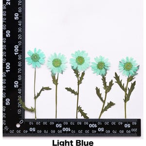 Pode incluir: Cinco flores de margarida secas azul claro com caules e folhas verdes est&atilde;o dispostas sobre um fundo branco. As flores s&atilde;o medidas com uma r&eacute;gua. O texto "Light Blue" est&aacute; na parte inferior da imagem.