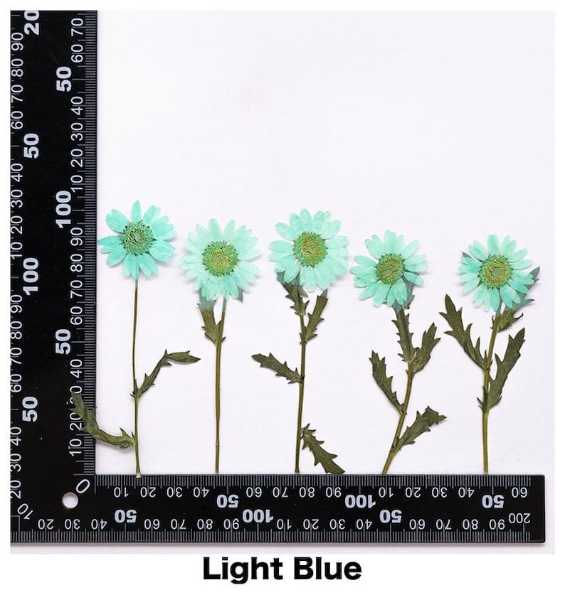 Pode incluir: Cinco flores de margarida secas azul claro com caules e folhas verdes est&atilde;o dispostas sobre um fundo branco. As flores s&atilde;o medidas com uma r&eacute;gua. O texto "Light Blue" est&aacute; na parte inferior da imagem.