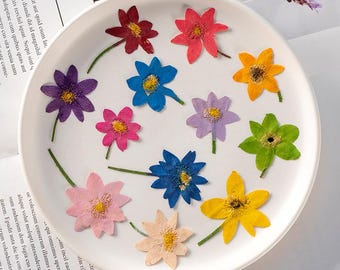 12pcs/pack Mini Dried Pressed Flowers for Nail Art Manicure/Pedicure Deco (2.5-4cm) Kawaii Natural Daisy Daffodil Daffy Flowers Narcissus