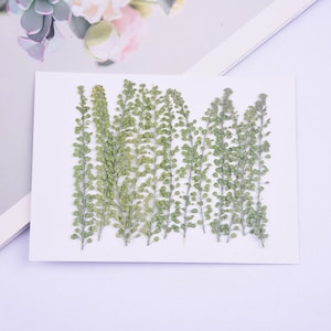 May include: A sheet of pressed green plant sprigs, arranged in rows, for crafting and scrapbooking.