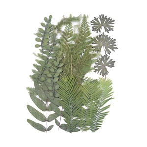 36 stks/2 pak Natuurlijke Geperste Bladeren, DIY Gedroogde Echte Blad Planten Specimens Herbarium Decor Craft Verscheidenheid Sieraden Maken