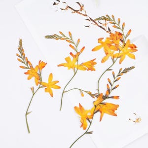 May include: A white background with pressed orange flowers arranged in a decorative pattern. The flowers are delicate and have a natural, dried look.