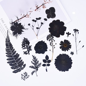 Lot de 2 fleurs pressées noires, sakura gothique pressé, fleurs séchées pour résine, Halloween, vacances de Noël, sujets noirs