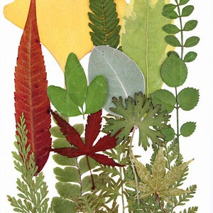 Feuilles séchées naturelles, assortiment de feuilles pressées, herbier de spécimens de plantes à faire soi-même pour résines, fabrication de cartes, décoration de coque d'iPhone, fabrication de bijoux