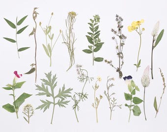 12pcs/pack Real Pressed Flowers with Stem, Natural Dried Botanical Branches for Resin Art, DIY Floral Craft Supplies, Candle Scrapbook Decor