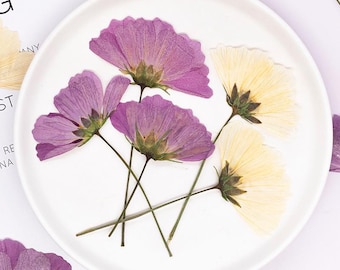Paquete de 12 flores prensadas reales, flores secas naturales de Coreopsis Rosea con tallo para enmarcar en madera, decorar fundas de iPhone y obras de arte de resina.