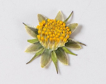 Flores secas y prensadas de girasol mexicano, flores prensadas reales para creaciones florales, rellenos de resina
