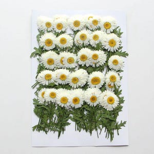 Pacote com 12 flores de margarida recém-prensadas com haste, flores secas preservadas para artesanato botânico artesanal, arte de parede, decoração de caixa imagem 19