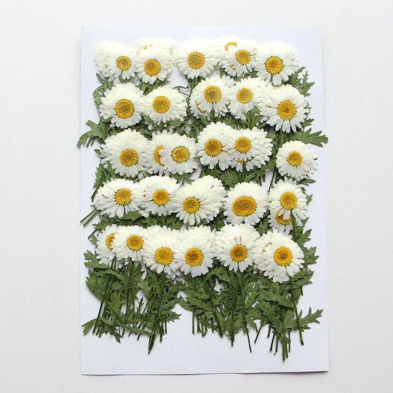 Pacote com 12 flores de margarida recém-prensadas com haste, flores secas preservadas para artesanato botânico artesanal, arte de parede, decoração de caixa imagem 19