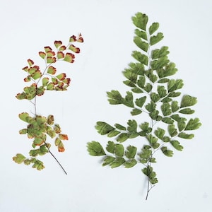 12pcs/pack Huge Pressed Fern, Natural Dried Fern Venus Hair Fern Leaf Branch DIY Plant Specimens Pressed Herbarium Handmade Decor