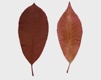 12pcs/pack Natural Dried Photinia Leaves, Real Dried Leaves for Jewelry Making, Wall Art, Bookmark Making