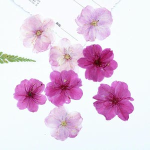 12個/パック 押し花桜、本物のドライ桜の花、ウェディングデコレーション、手作りジャーナル、フラワーウォールアートデザイン