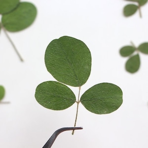 May include: Close-up of a green leaf with three leaflets, held by tweezers against a white background. The leaf has visible veins and a textured surface. Other green leaves are slightly blurred in the background.