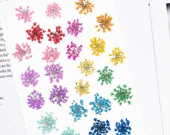 Pacote com 12 unidades (1-1,5 cm) de mini flores secas prensadas de renda-da-rainha-ana para decoração de unhas, confecção de joias de resina e brincos.