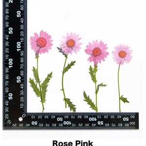 Pode incluir: Quatro flores prensadas rosa com caules e folhas verdes s&atilde;o exibidas em um fundo branco. As flores t&ecirc;m um centro rosa escuro e uma r&eacute;gua &eacute; colocada na parte superior e inferior das flores. O texto "Rose Pink" est&aacute; na parte inferior.