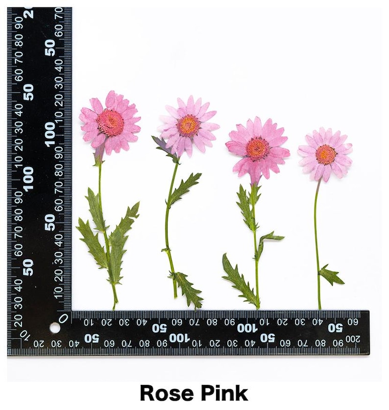 Pode incluir: Quatro flores prensadas rosa com caules e folhas verdes s&atilde;o exibidas em um fundo branco. As flores t&ecirc;m um centro rosa escuro e uma r&eacute;gua &eacute; colocada na parte superior e inferior das flores. O texto "Rose Pink" est&aacute; na parte inferior.