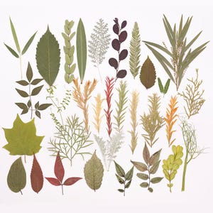 May include: A collection of assorted pressed botanical specimens including various green, yellow, orange, and dark red leaves, ferns, and sprigs. The assortment features diverse shapes, textures, and foliage types arranged in a flat, organised display.