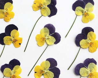 12pcs/pack Pressed African Violets with Stem, Dried Violets, Natural Pansy Flowers for Wooden Frame, Wedding Decor, Scrapbooking