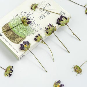 Puede incluir: Flores moradas secas con sépalos verdes dispersas alrededor de un libro. El libro tiene una ilustración botánica y texto en inglés y chino. El texto en inglés del libro dice "Time Flies, I Always Miss You".