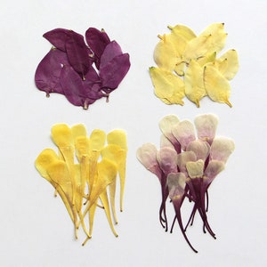 12 pcs/paquet de pétales pressés, calice de fleur séchée naturelle, pétales d'ancolie pressés pour art mural, résines, faire-part de mariage