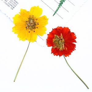 Könnte beinhalten: Zwei gepresste Blumen: eine leuchtend gelbe und eine tiefrote. Die gelbe Blume hat eine runde Form mit mehreren Blütenblättern, während die rote Blume ein zerzausteres Aussehen hat. Beide haben lange, dünne grüne Stiele.